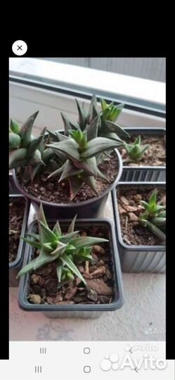 Суккуленты