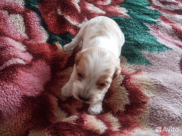 Щенки русского спаниеля