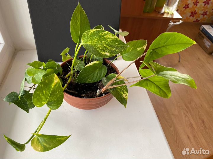 Продам лиану эпипремнум плющ сингониум