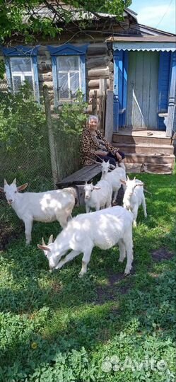 Продаются козочки и козлята