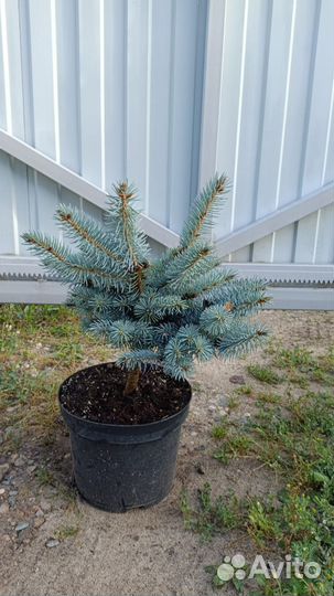 Ель голубая (подробности в описании)