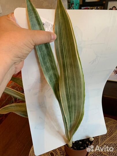 Сансевиерия Металлика (Манолин)