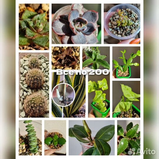 Комнатные цветы