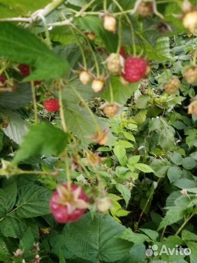 Ремонтантная малина