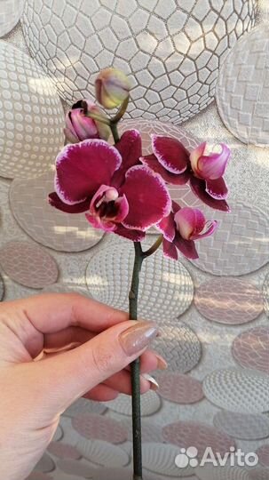 Орхидея