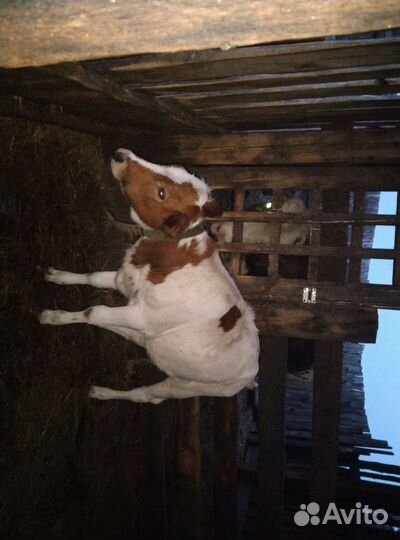 Корова, козы