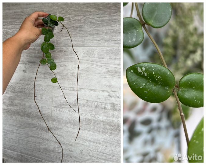 Хойя Матильда сплеш, Кентиана вар, Обовата вар