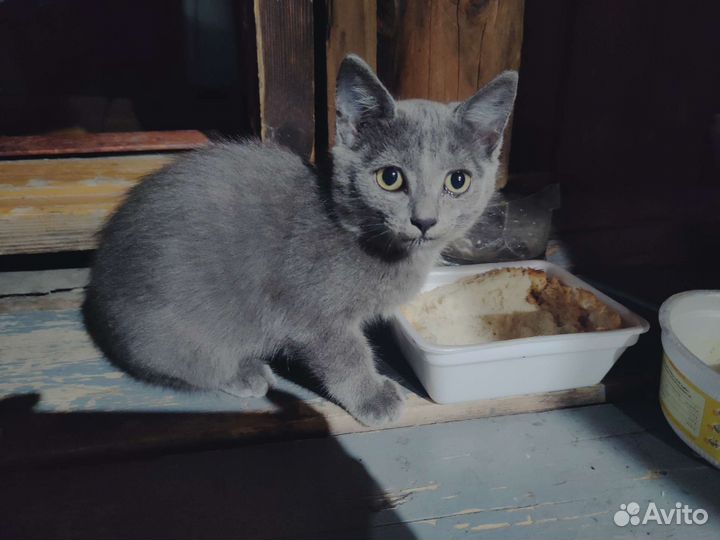 Котики в дар