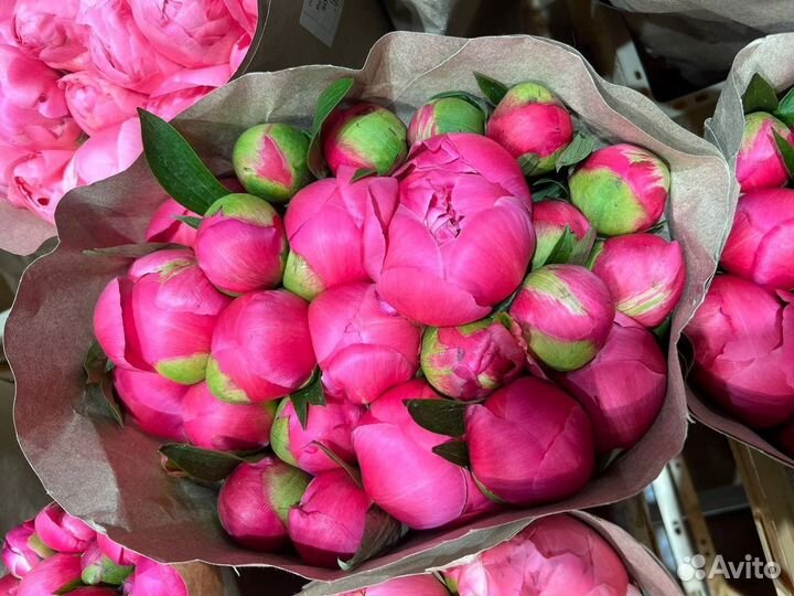 Пионы / Доставка цветов