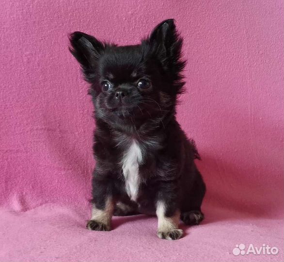 Чихуахуа девочка