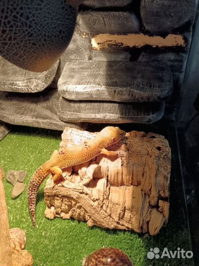 Ящерица эублефар