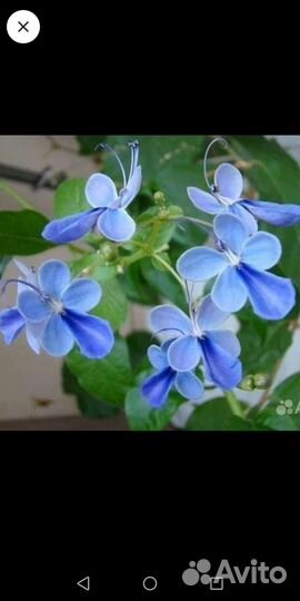 Кислица оксалис, помидоры комнатные, ривина низкая