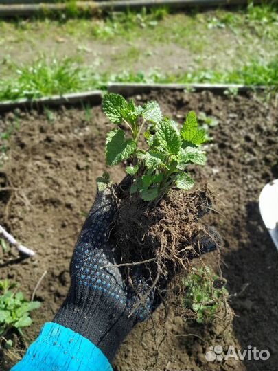 Мелисса рассада