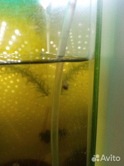 Улитки для аквариума