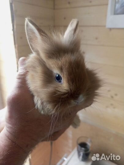 Декоративные кролики