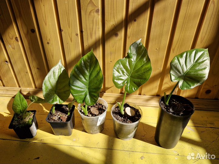 Алоказия Кукуллата 