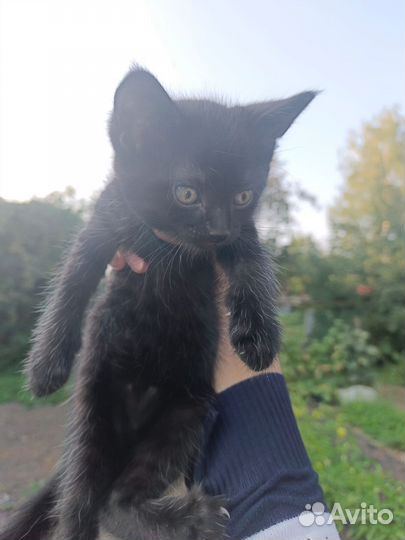 Отдам в добрые ручки