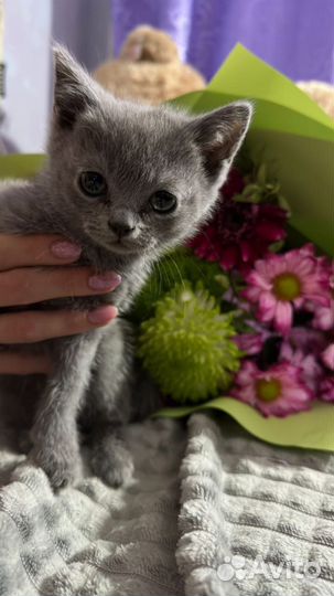 Шотландские котята