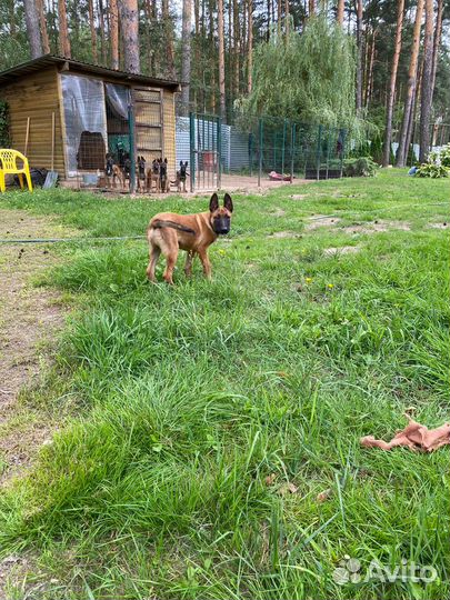 Щенки бельгийской овчарки малинуа (рабочие крови)