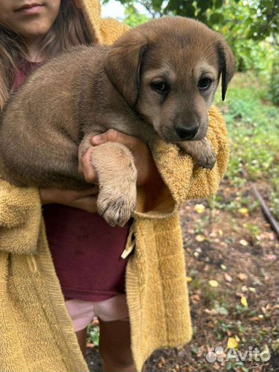 Щенки лабрадора