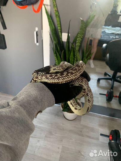 Королевская калифорнийская змея