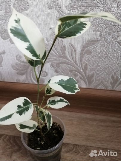 Фикус де гантель