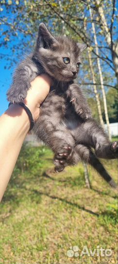 Котенок девочка в добрые руки бесплатно