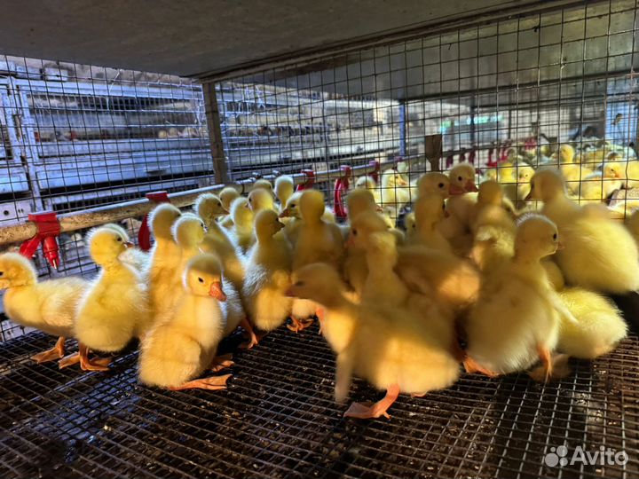 Гуси утки муларды