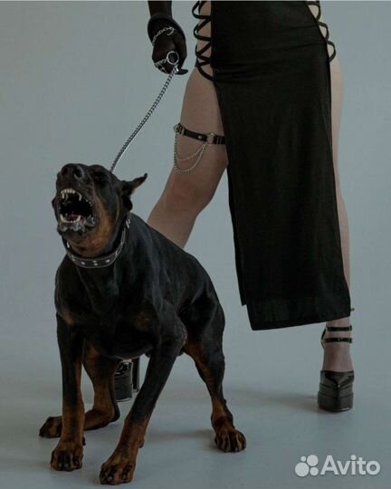 Фотосессия с доберманом