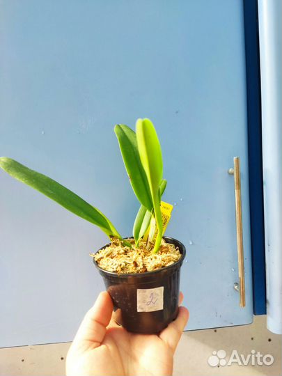 Орхидея. Каттлея Cattleya Leda