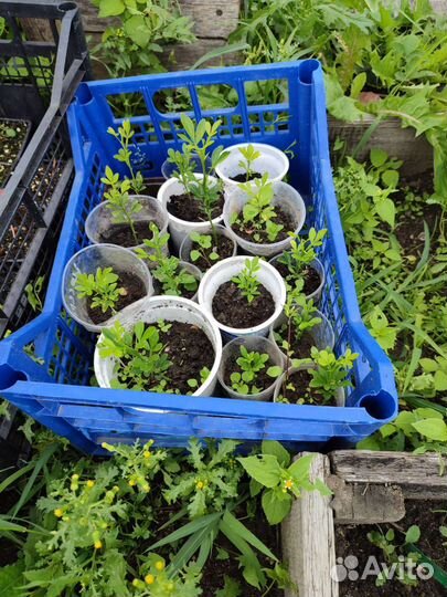 Понциус трофилиата, дикий цитрус