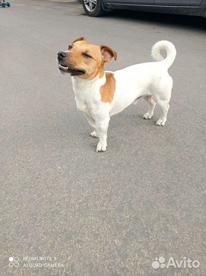 Джек Рассел терьер (ищу невесту)