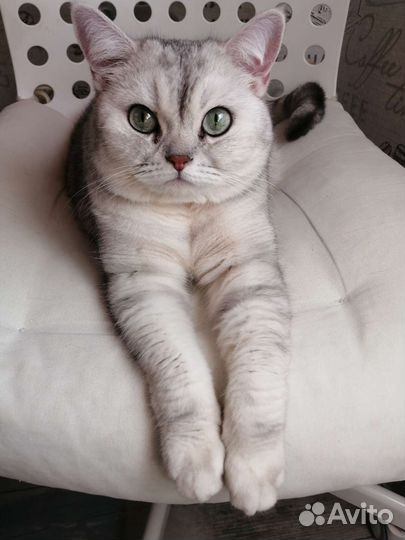 Передержка животных