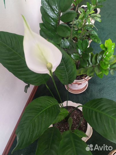 Комнатные растения