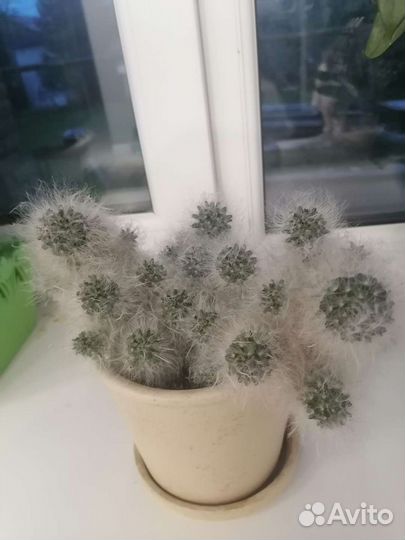 Кактус детки