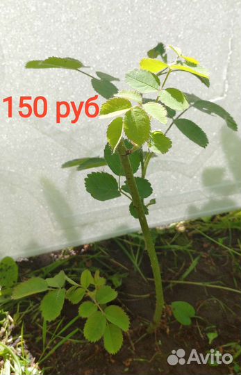 Многолетние цветы для сада