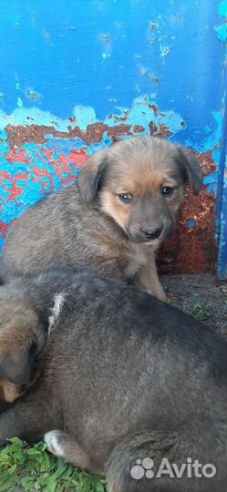 Собака в добрые руки отдам бесплатно