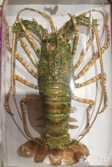 Сувенир «Лангуст»