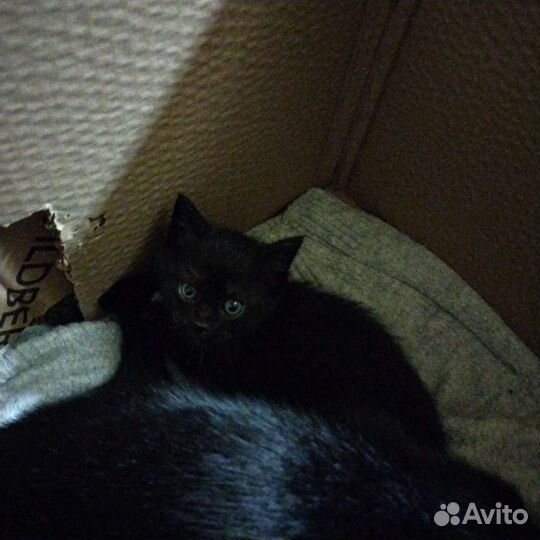 Котёнок котята бесплатно
