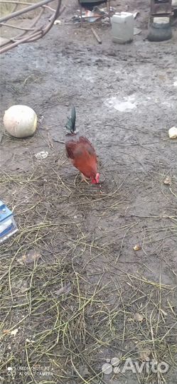 Петушки и утки