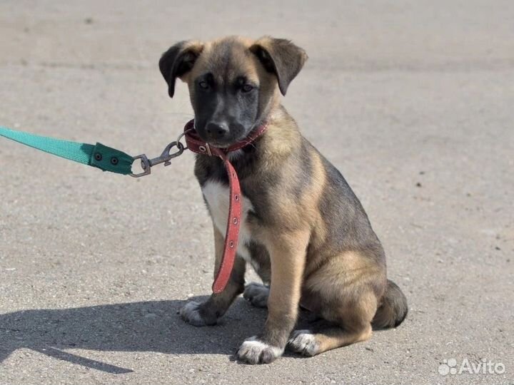 Малышка в приюте