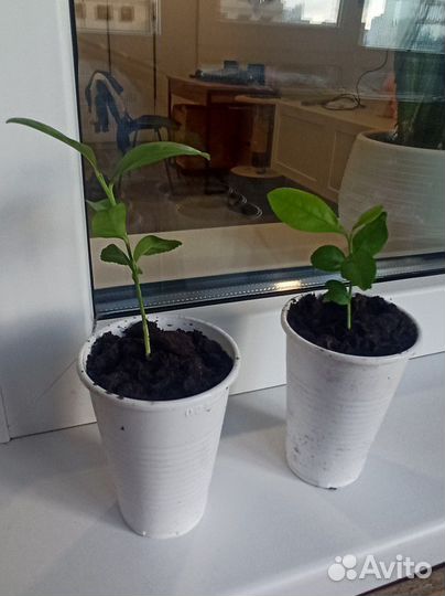 Лимон саженец