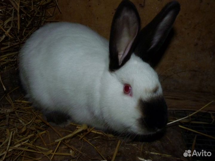 Продам калифорнийцев для откорма и на племя