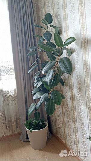 Фикус эластика