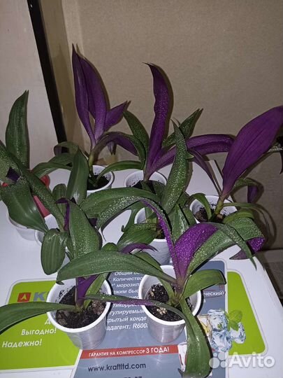 Рэо пестрая