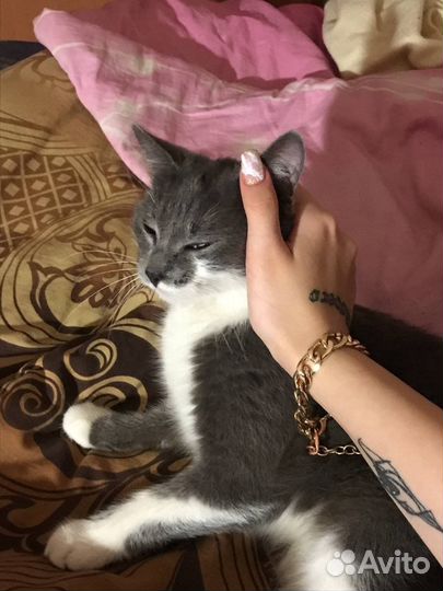 Кошечка бесплатно