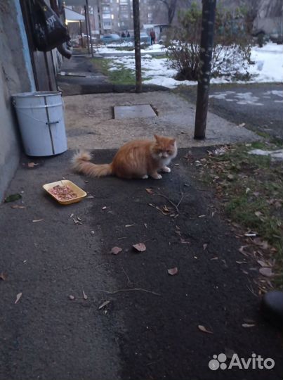Рыжий пушистый котик