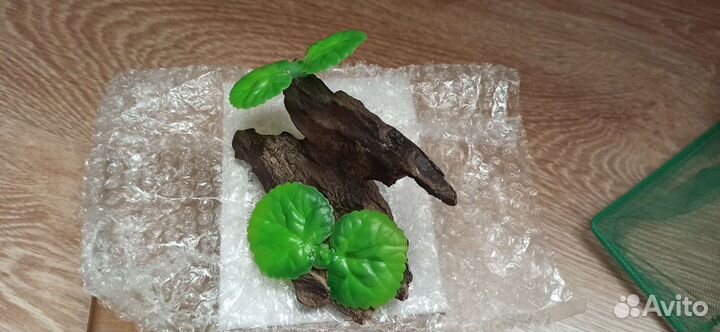 Коряга новая