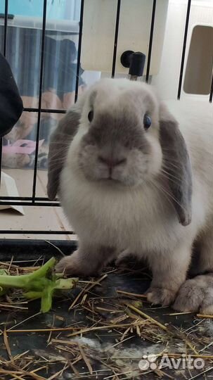Кролик декоративный вислоухий баран
