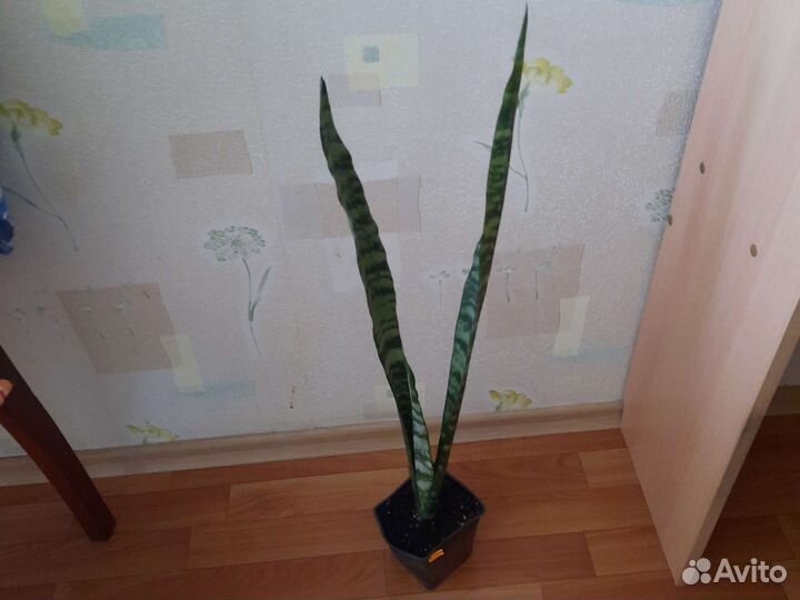 Сансевьерии (два сорта)